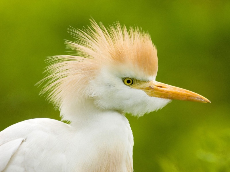 cattle_egret_florida-1024x768.jpg