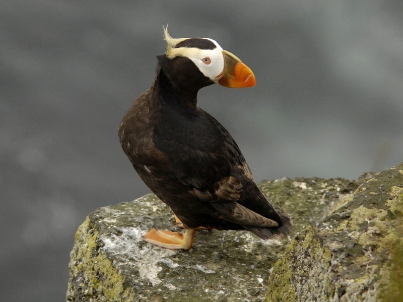 tufted_puffin_pribilof_islands_alaska-1024x768.jpg