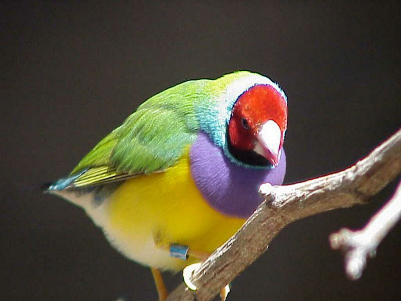 bird-11013.jpg