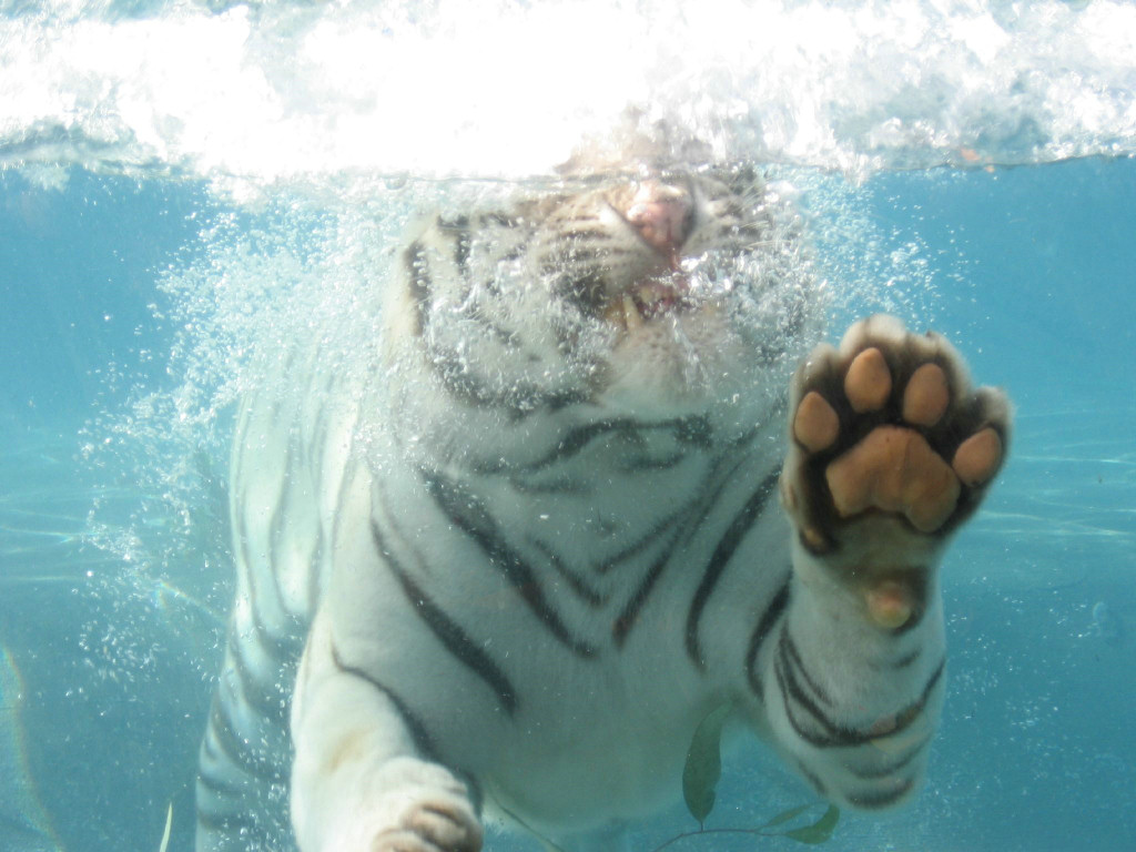 tiger_17_schwimmt.jpg