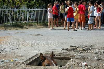 pferd_kanal.jpg