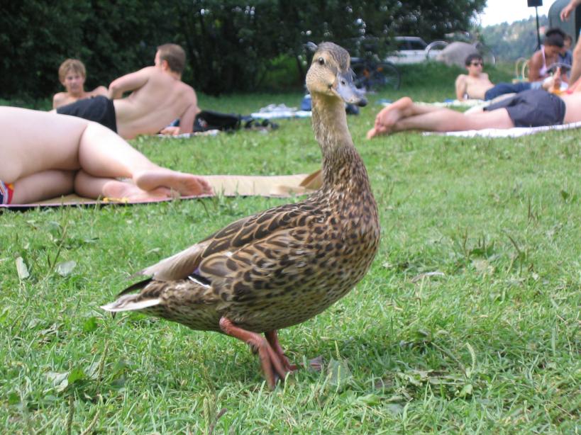 divi-di-ente.jpg