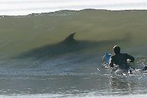 hai_surfer.jpg