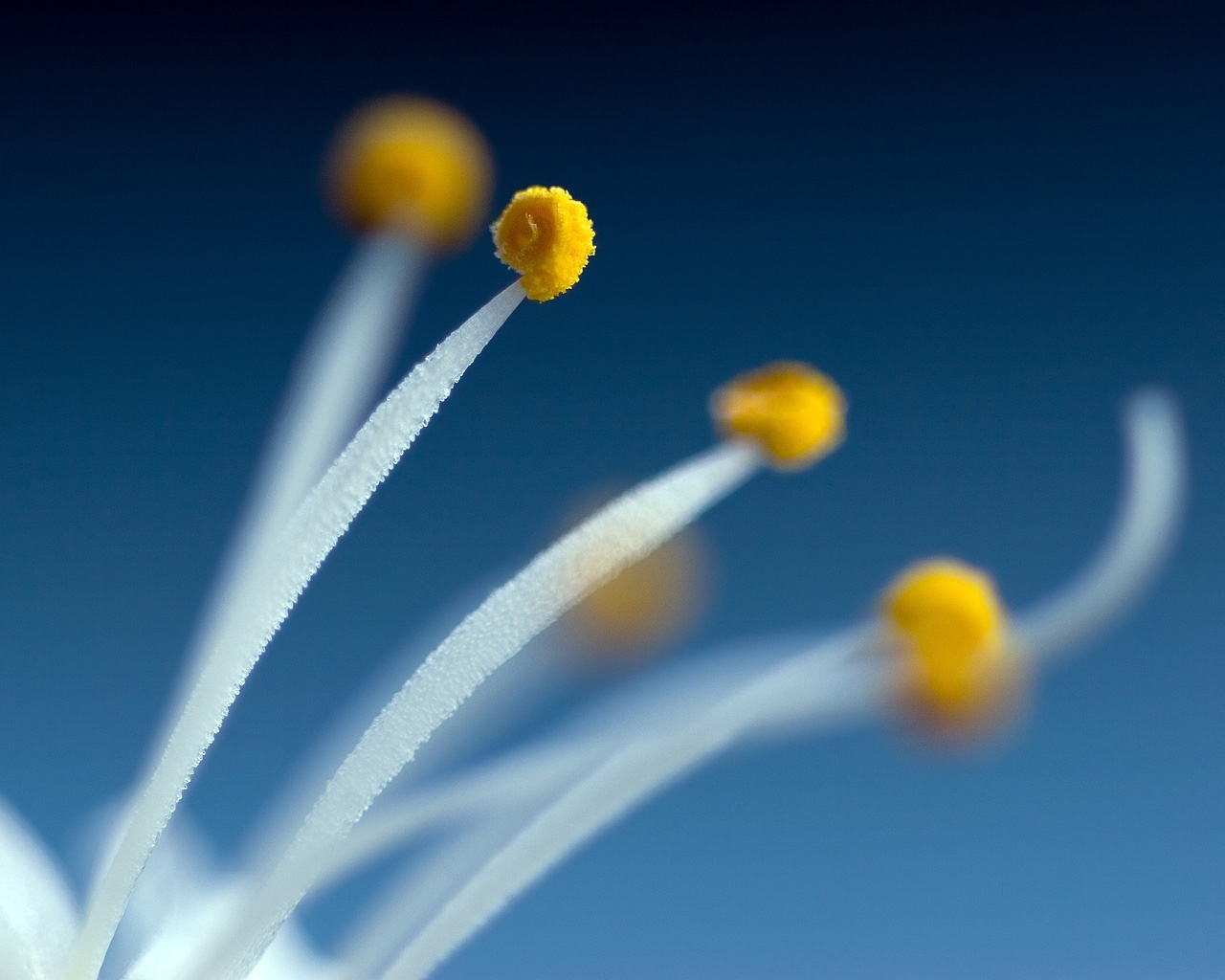 yellow_pistil_flower-1280x1024.jpg