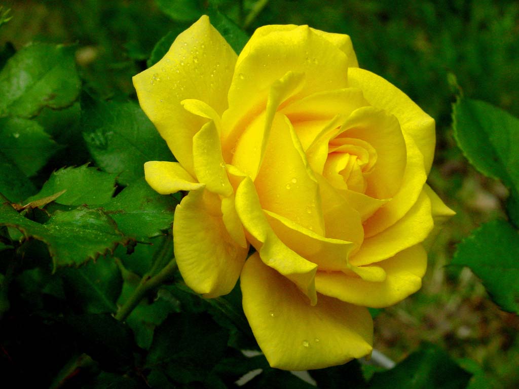 beautiful_20yellow_20rose.jpg