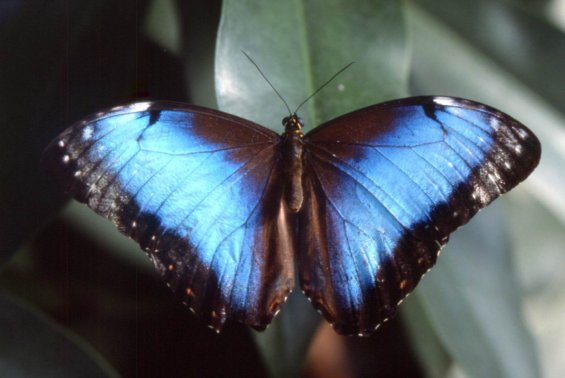 schmetterling_16.jpg