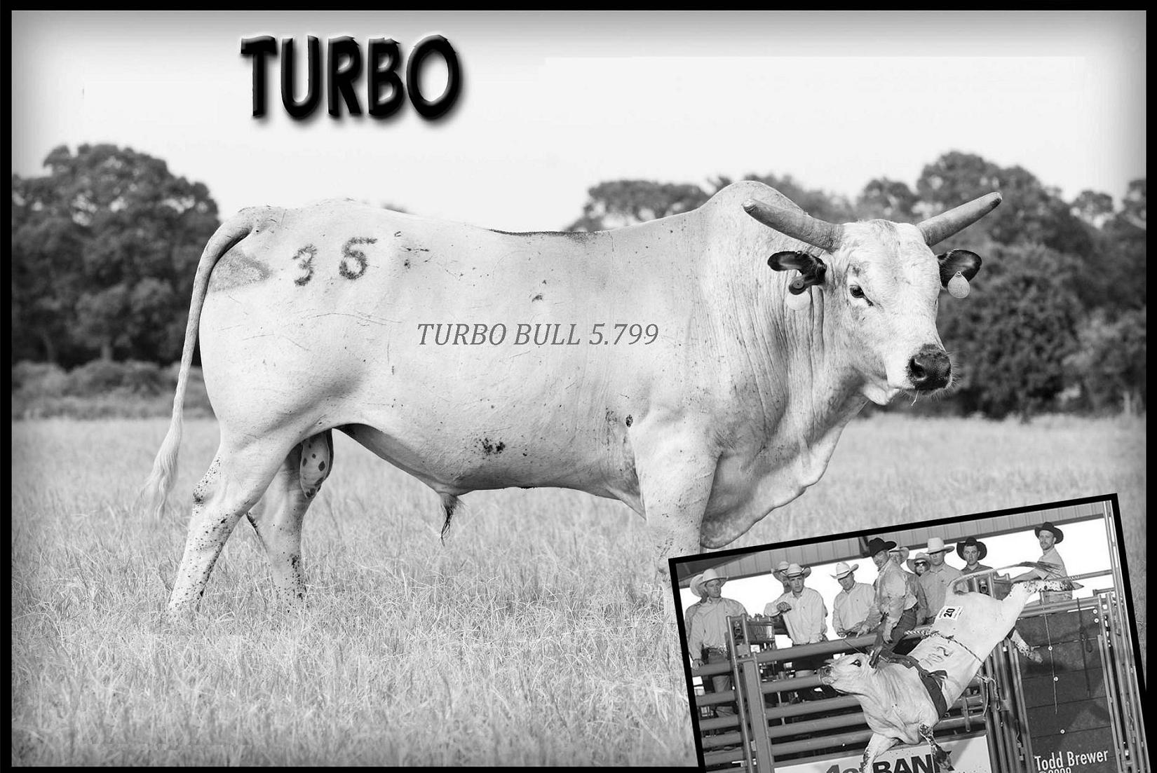 turbo-bull.jpg