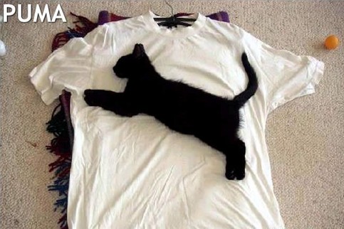 katze-t-shirt-puma.jpg