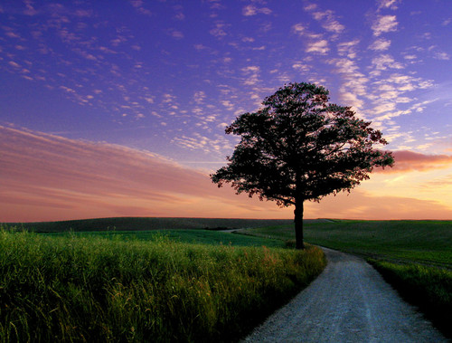 nur_ein_baum.jpg