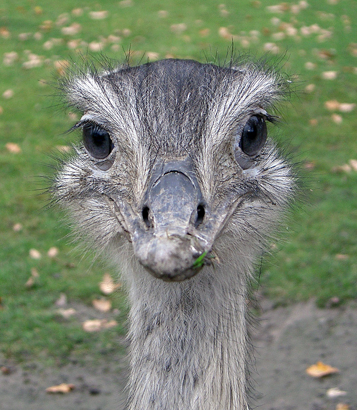 nandu-portrait_2.jpg