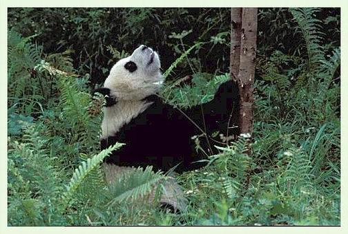 mz000398-pandabaer.jpg