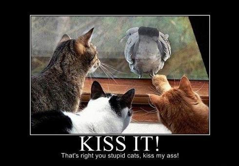 56749_kiss_my_ass_cat.jpg