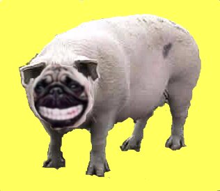 schweinehund.jpg