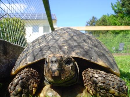 schildkroete.jpg