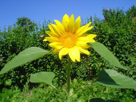 baby-sonnenblume-ist-gekommen.jpg