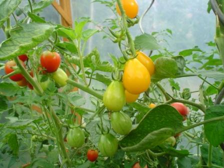 11082010farbvergleich-tomaten.jpg