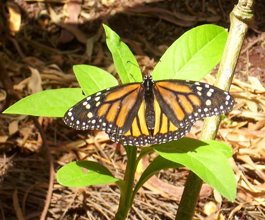 schmetterling.jpg