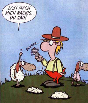 schaf.jpg