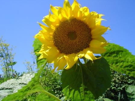 sonnenblume-durch-das-fuettern-der-voegel-kam-....jpg