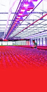 led-beleuchtung_im_gewaechshaus.jpg