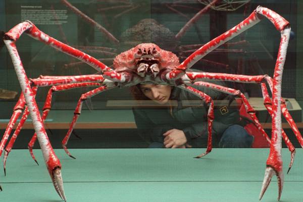japanische_riesenkrabbe_3_5_m.jpg