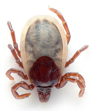 300px-ixodes_hexagonus_(aka).jpg