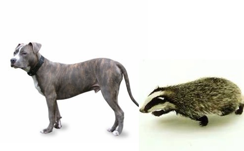 american_pit_bull_dachs.jpg