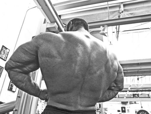 musculus_latissimus_dorsi.jpg