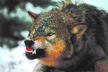 wolf.jpg
