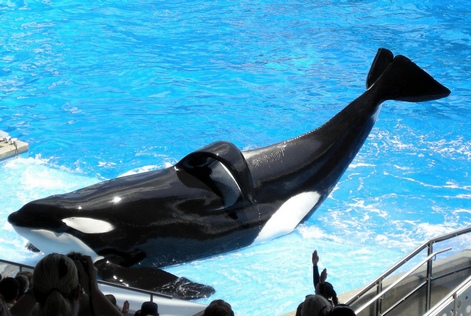 tilikum.jpg