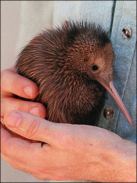 kiwi.jpg