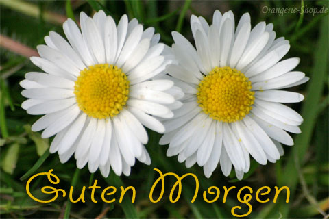 guten-morgen-blumen.jpg