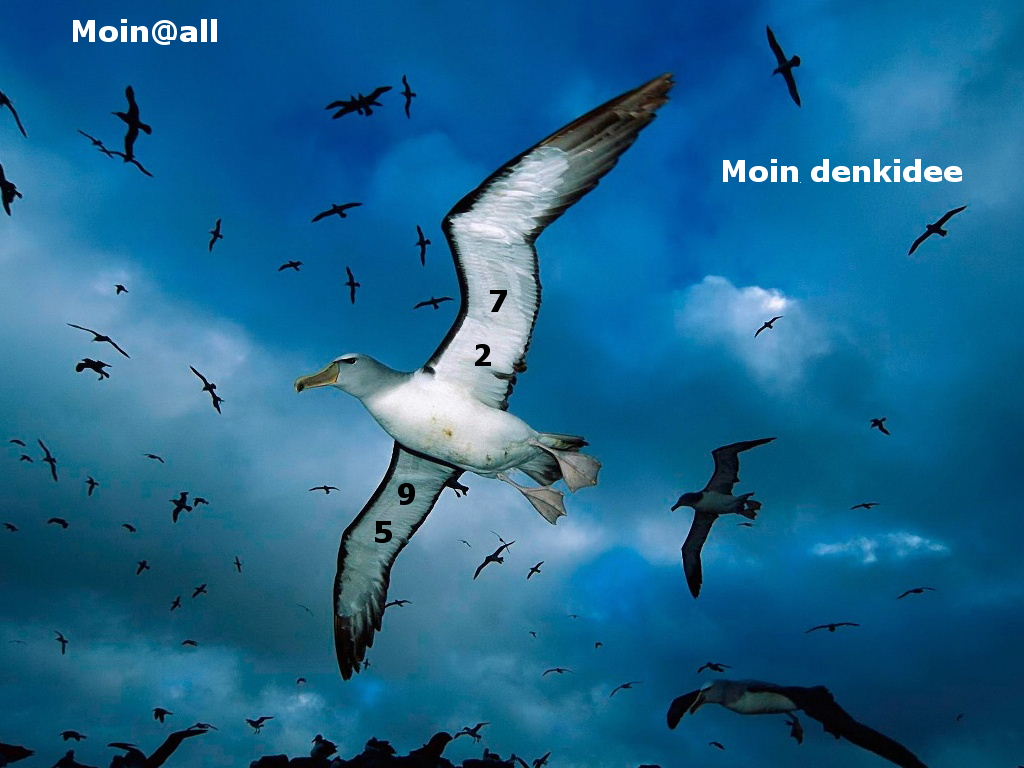 seagull_flying_over-normal--.jpg