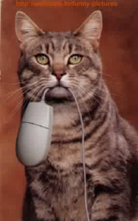 katze_mit_maus.jpg