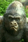 King_Kong.gif