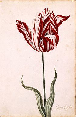 tulpen1.jpg