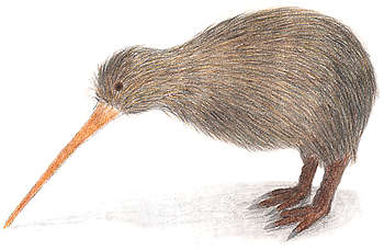 kiwi.jpg