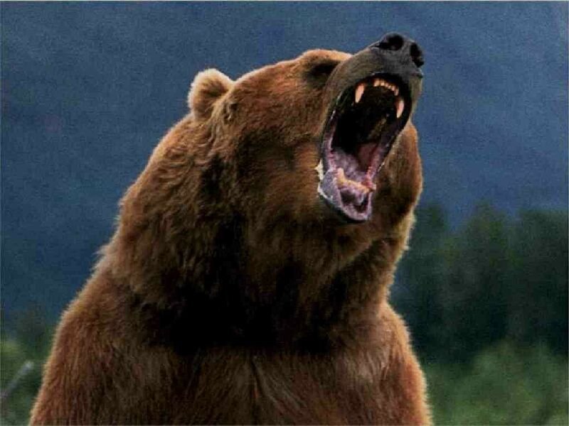 bear.jpg