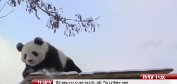 pandas.jpg