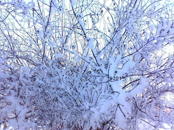 winter6201.jpg