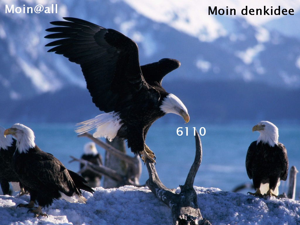 birds-16-.jpg