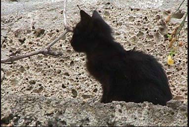 schwarze_katze_ten.jpg