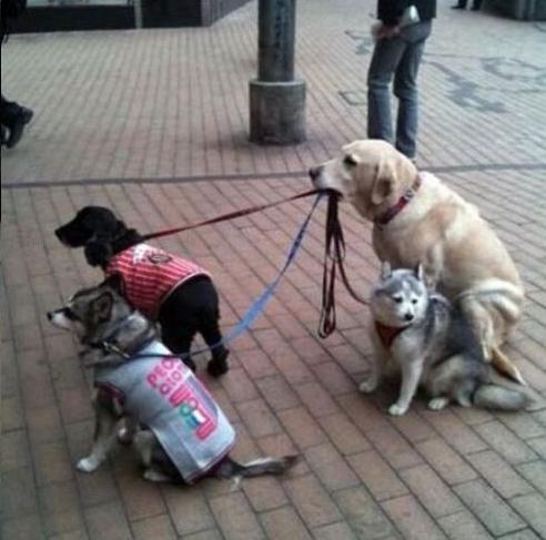 hunde_verselbststaendigen.jpg