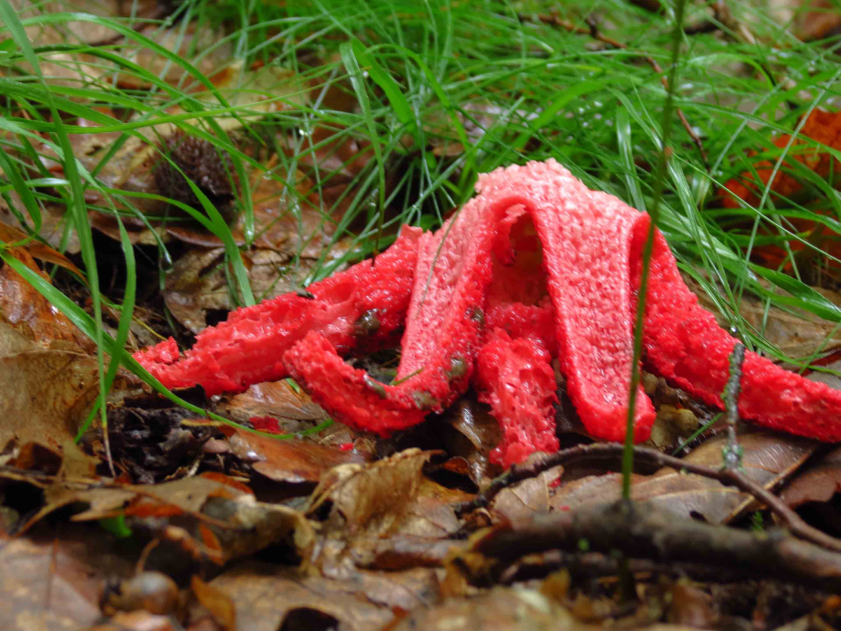 clathrus_archeri_-_unscharf.jpg