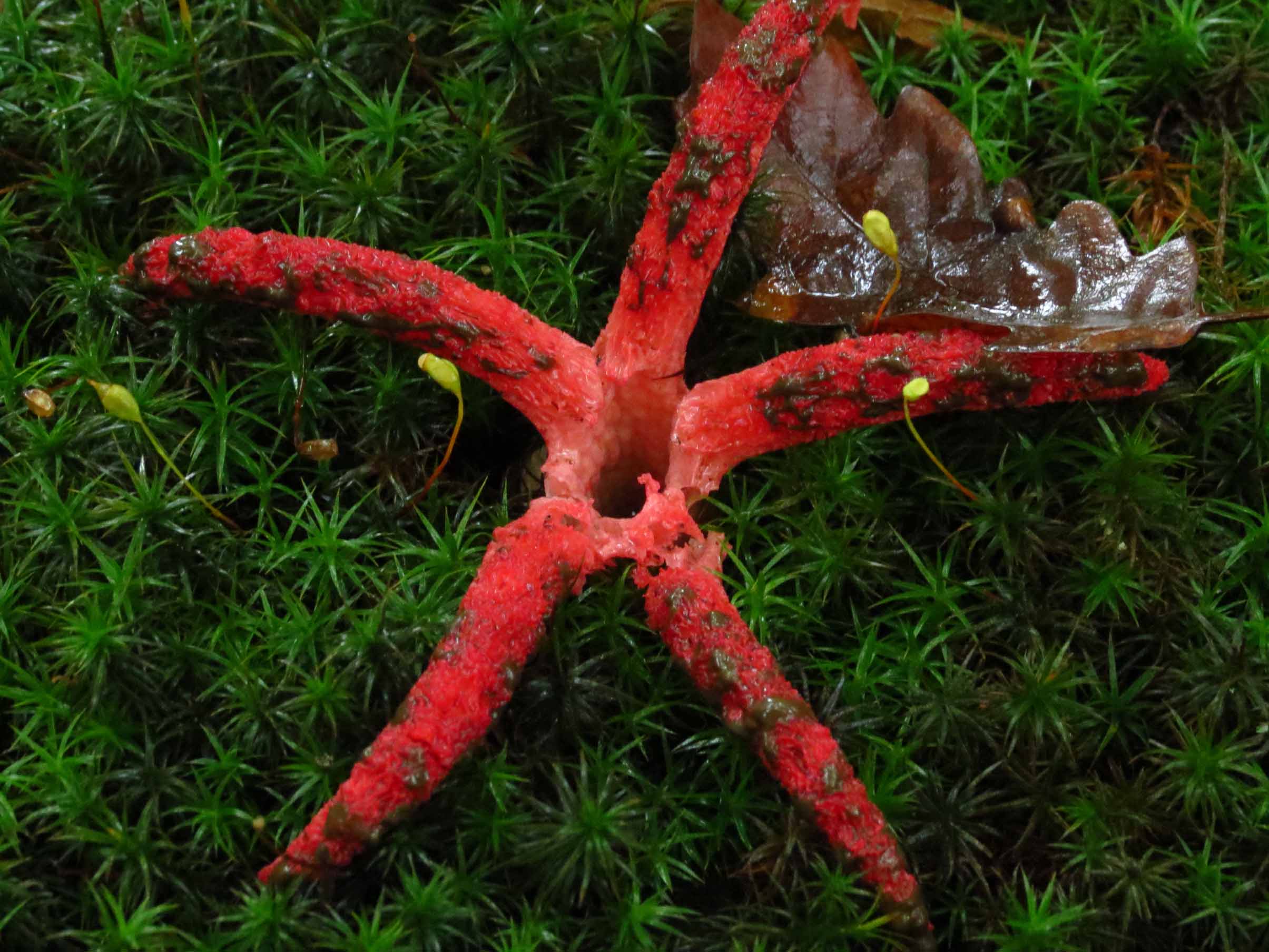 pilz_clathrus_archeri.jpg