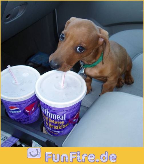 suesser-hund-beim-cola-trinken.jpg