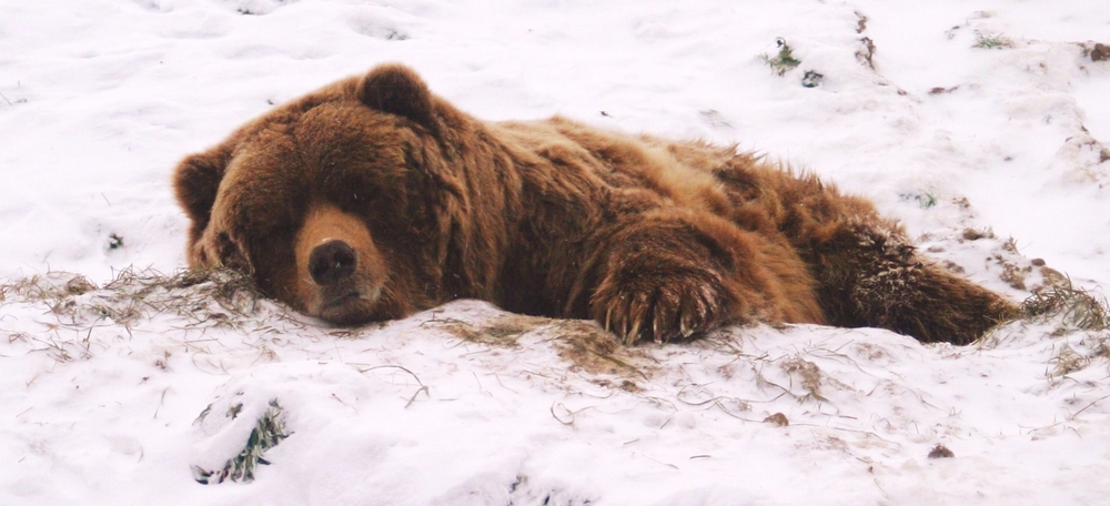 winterschlafdas-macht-freude-a19836818.jpg