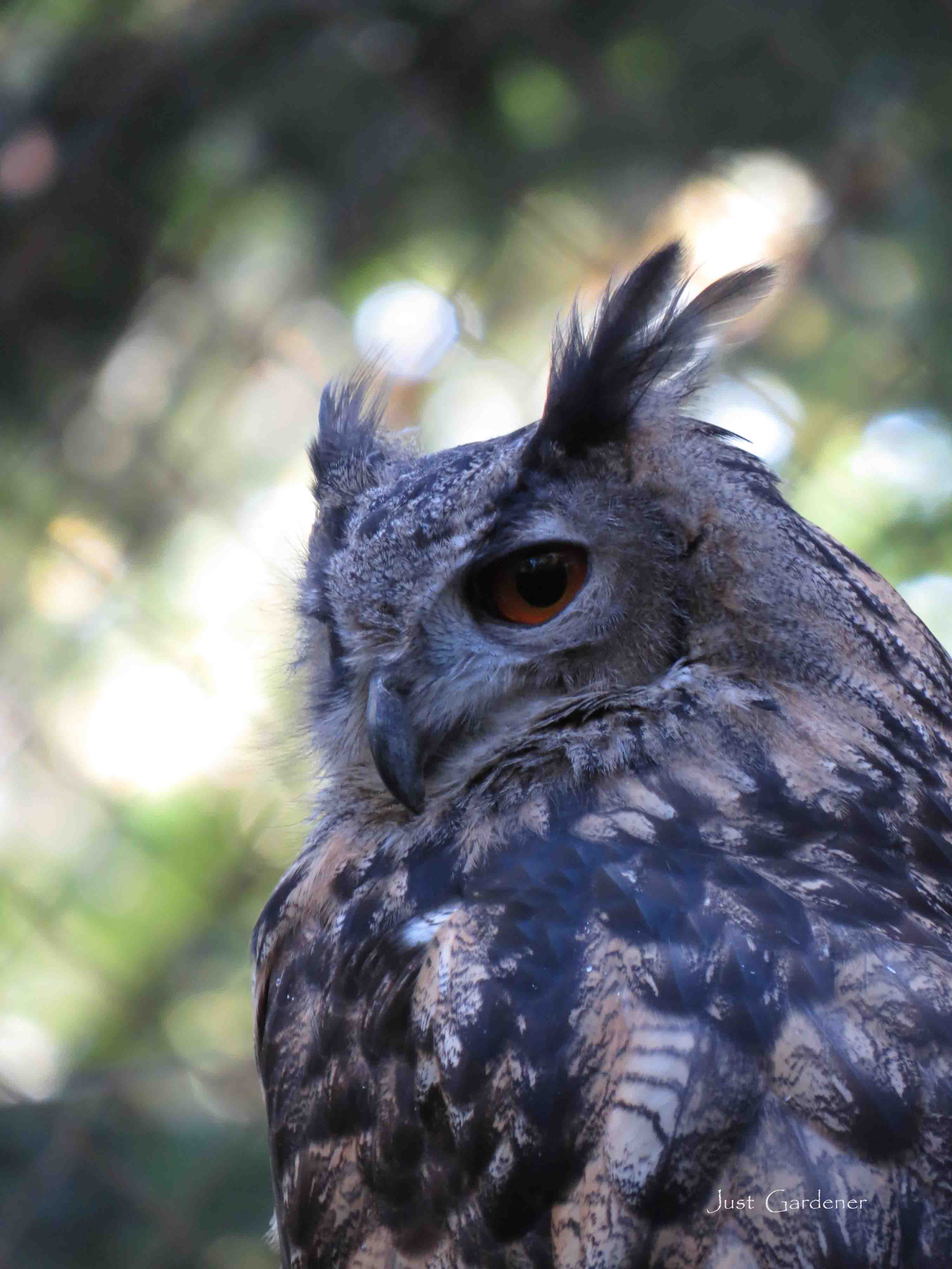 wildtierpark_pforzheim.jpg