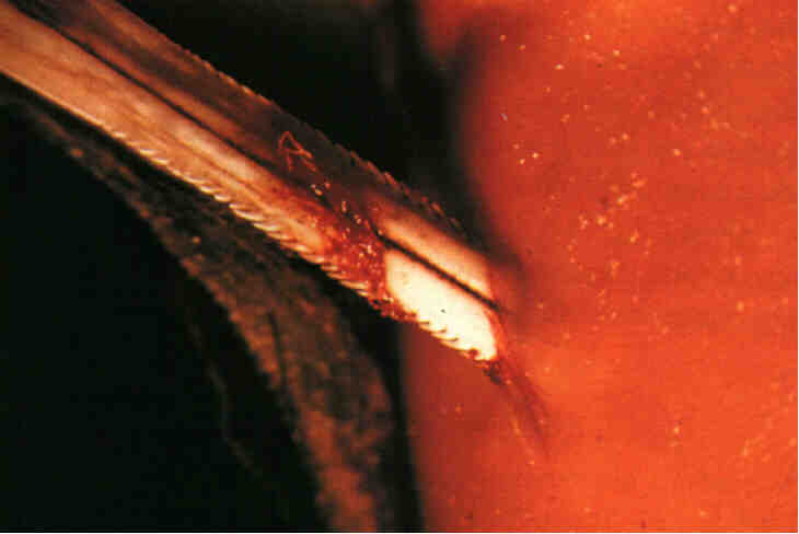Stechrochen_Stich01.jpg
