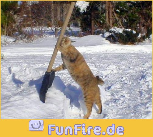 katze-schippt-schnee.jpg